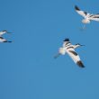 Avocettes élégantes